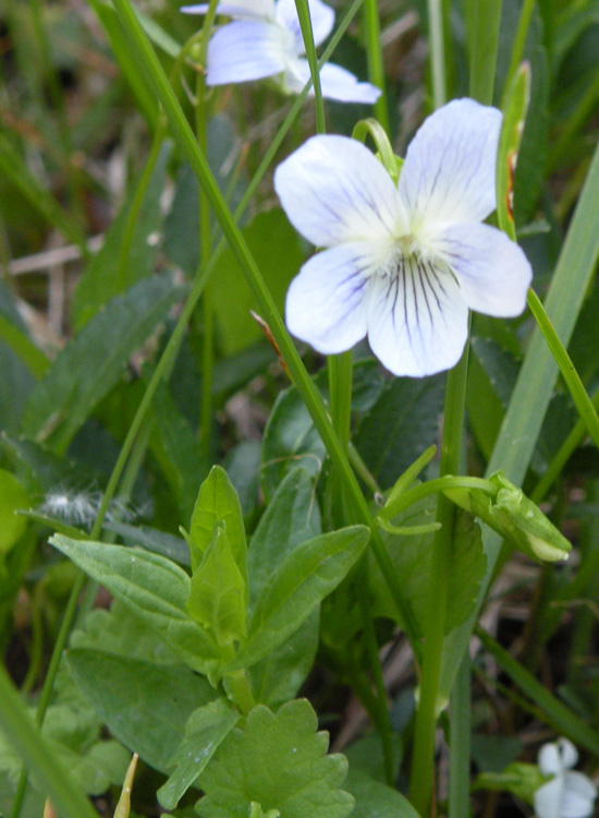 Viola pumila / Viola minore